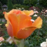 Picture 008